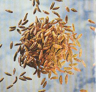 JT Kräuter Fenchel.jpg